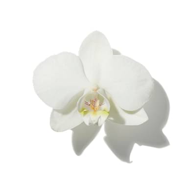 White Orchid