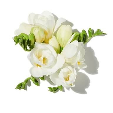 Freesia Bouquet