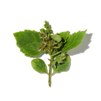 White Patchouli