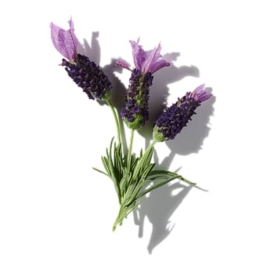 Lavender-Rosemary