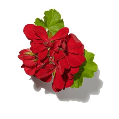 Spicy Geranium