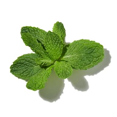 Mint Leaves