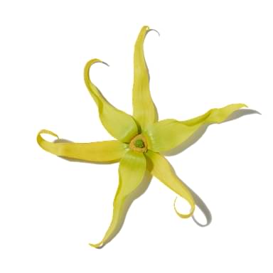 Ylang Ylang Absolute