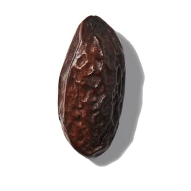 Tonka Bean Variety