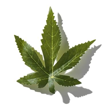 Hemp Leaves