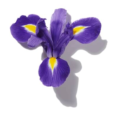 Iris Petal