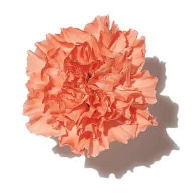 Pink Carnation