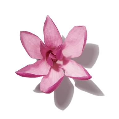 Magnolia Flower Accord