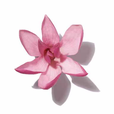 Dewy Magnolia