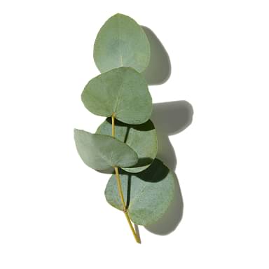 Crispy Ivy