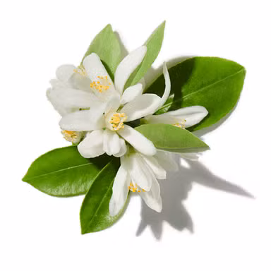 Calabrian neroli