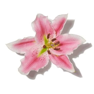Pink Lily