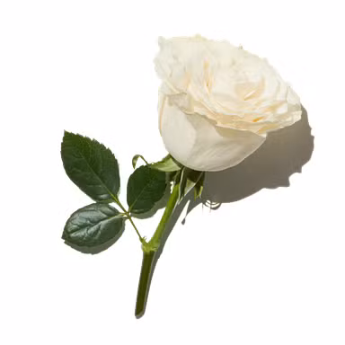 Silver Rose
