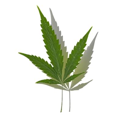 Cannabis Leaf