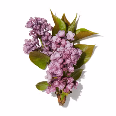 Lilacs