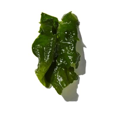Sea Kelp