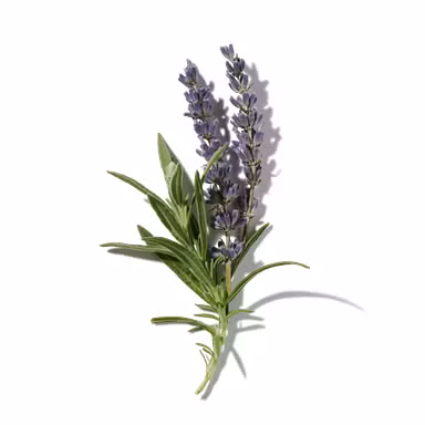 Lavender Musk