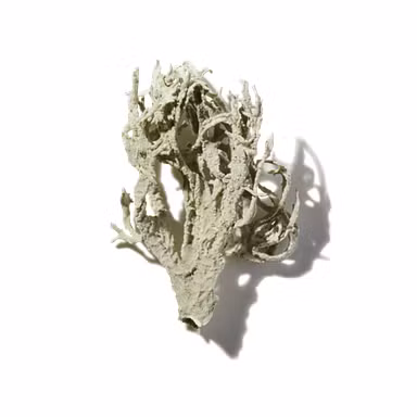 Warm Oakmoss