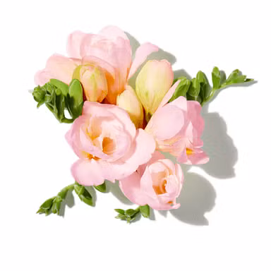 Pink Freesia