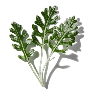 Wormwood Oil