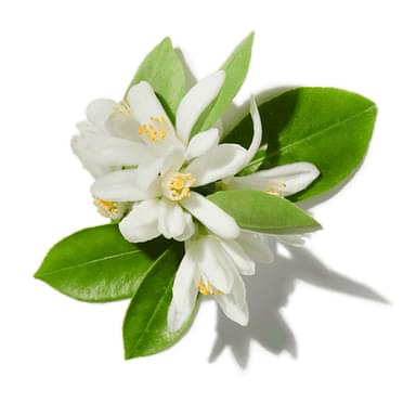 Lemon Blossoms