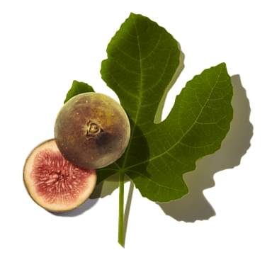 Fig Leaf