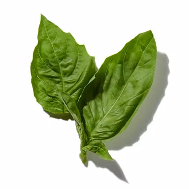 Italian Basil Essence