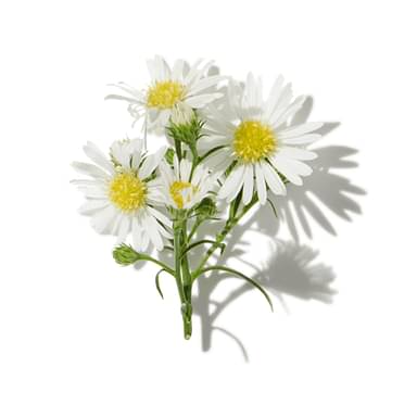 Fresh Cut Flowers