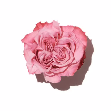 Rose Damascena Absolute