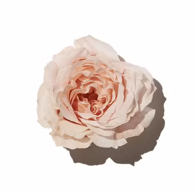 Delicate Rose