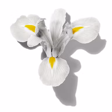Velvety Iris