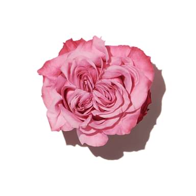 Luscious Rose