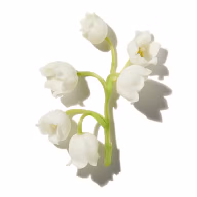 Lily of the Valley (Muguet)