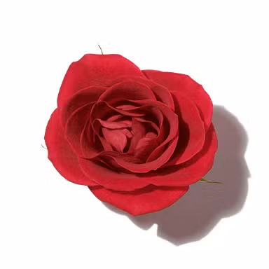 Bulgarian Rose Essence