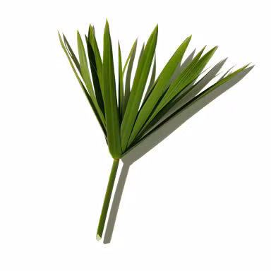 Indian Papyrus Essence