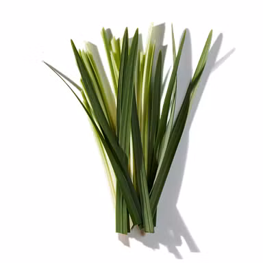 Vetiver Concentrate