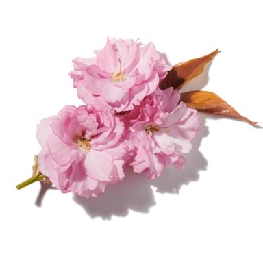 Sakura Flower