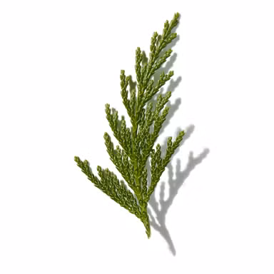 Hinoki
