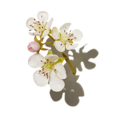 Strawberry Blossom