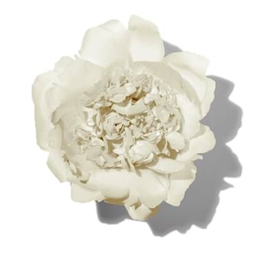 White Peony