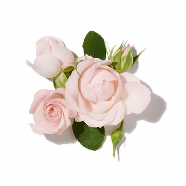 Rose Grasse Absolute