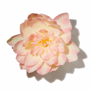 Aquatic Blooms Accord