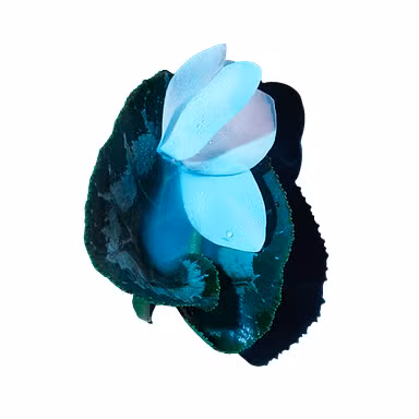Moon Flower