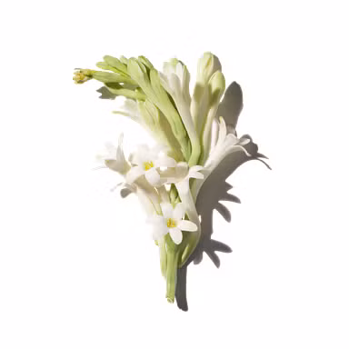 Tuberose Enfleurage