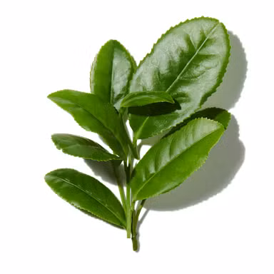 Chinese Green Tea Leaf Essence