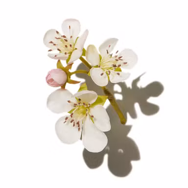 Pear Blossom