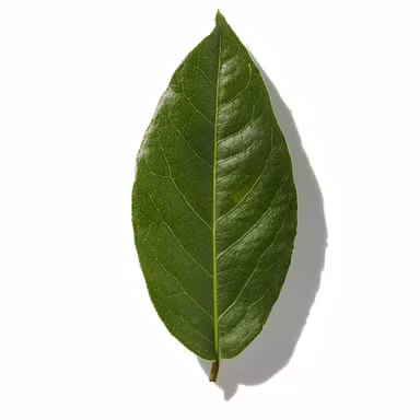 Cinnamon Leaf