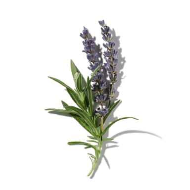 Rugged Lavender