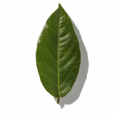 Buchu Leaf