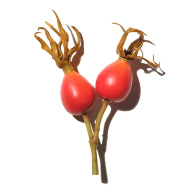Rose Hip